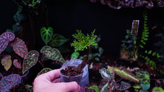 Selaginella pulvinata tronc unique