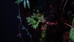 Selaginella pulvinata tronc unique