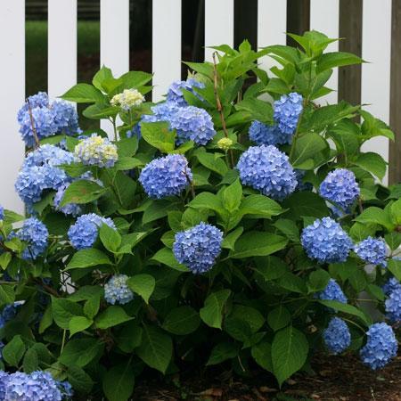 Endless Summer® Hydrangea Shrub