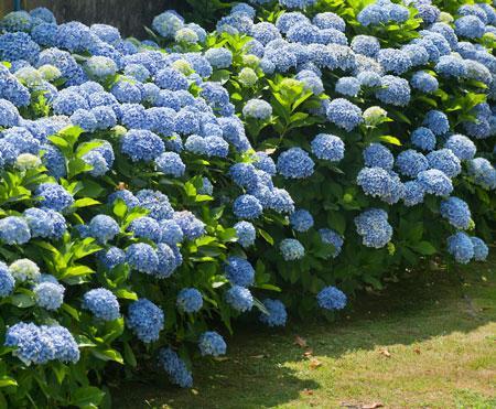 Endless Summer® Hydrangea Shrub