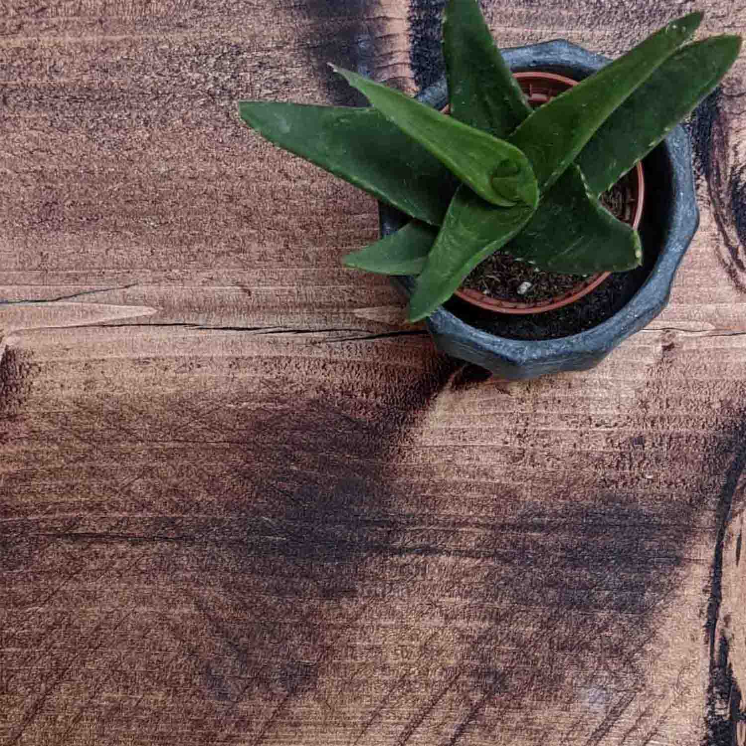 Rustic Floating Shelf | Thin | 15cm Depth
