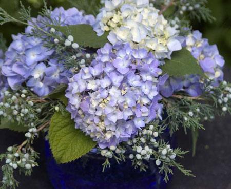Endless Summer® Hydrangea Shrub