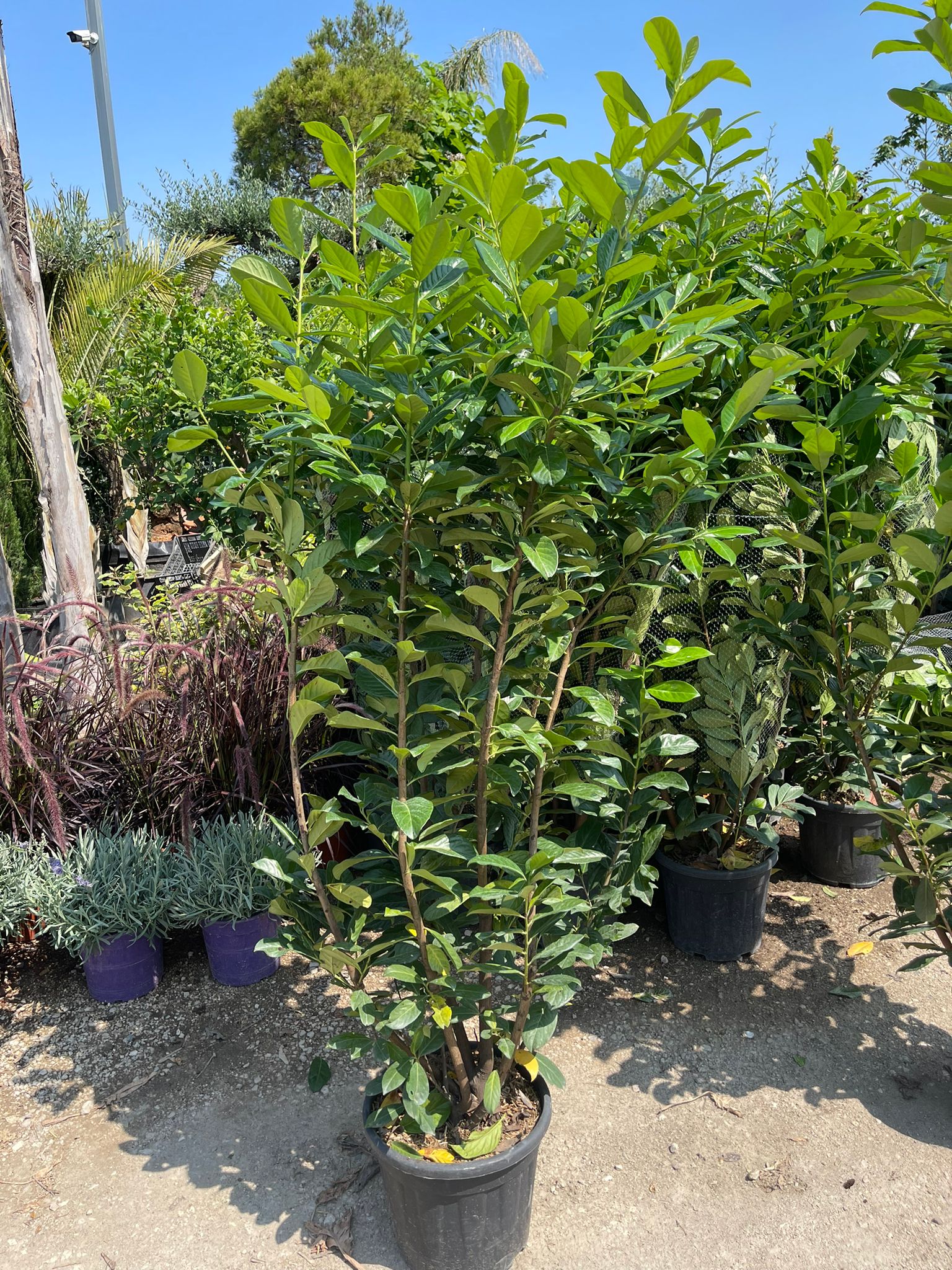 30 PIANTE DI LAURO CERASO LAUROCESASUS (LAUROCERASO) H180/200CM FOTO REALI SIEPE