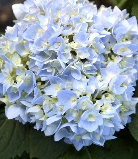 Endless Summer® Hydrangea Shrub