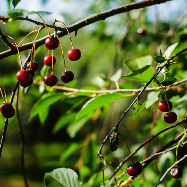 Kirsebærsaft fra Gikisa - 4 x 3 liter Bag-In-Box